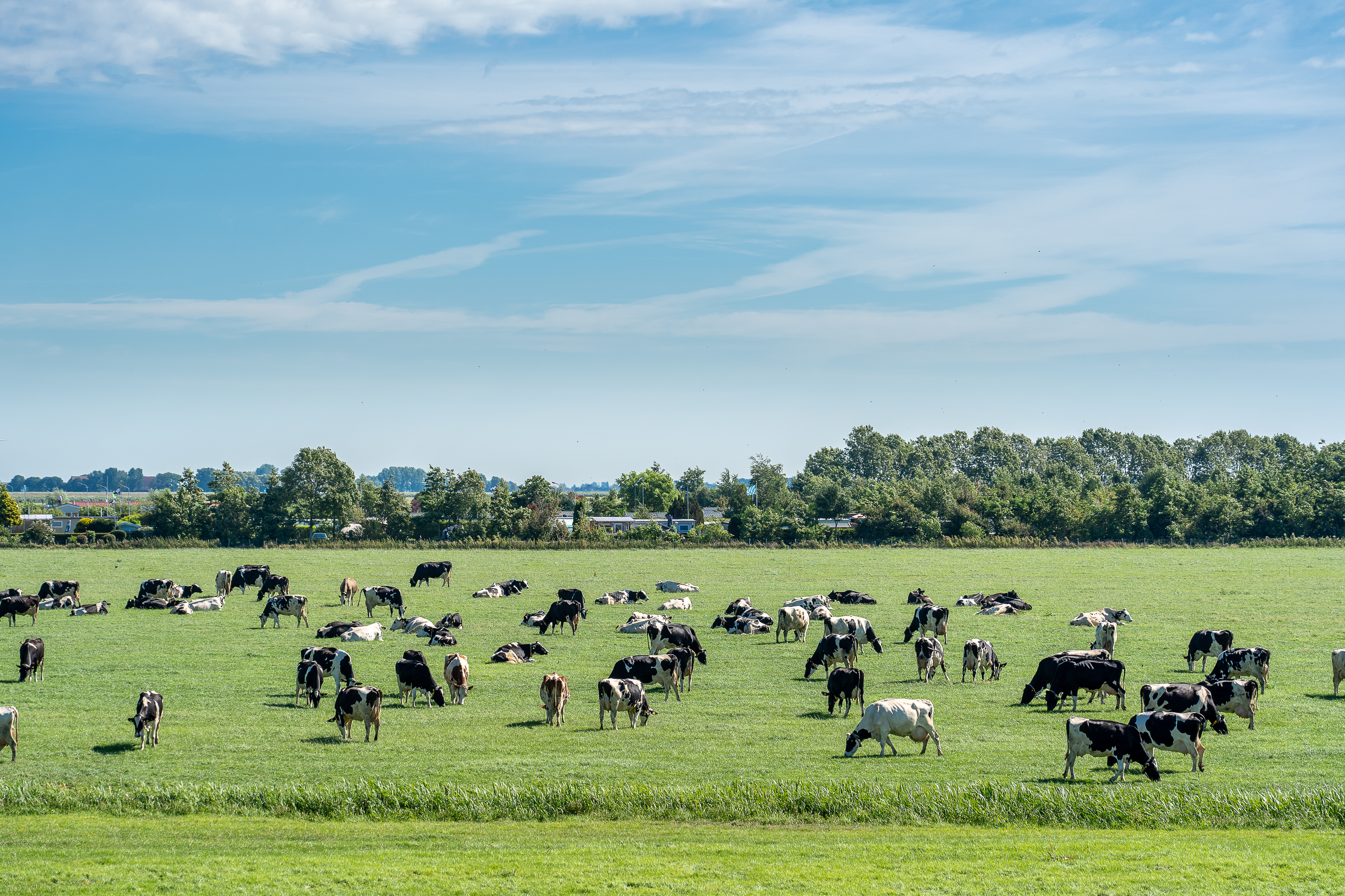 Carne y lácteos generan más de la mitad de la huella hídrica de México: WWF