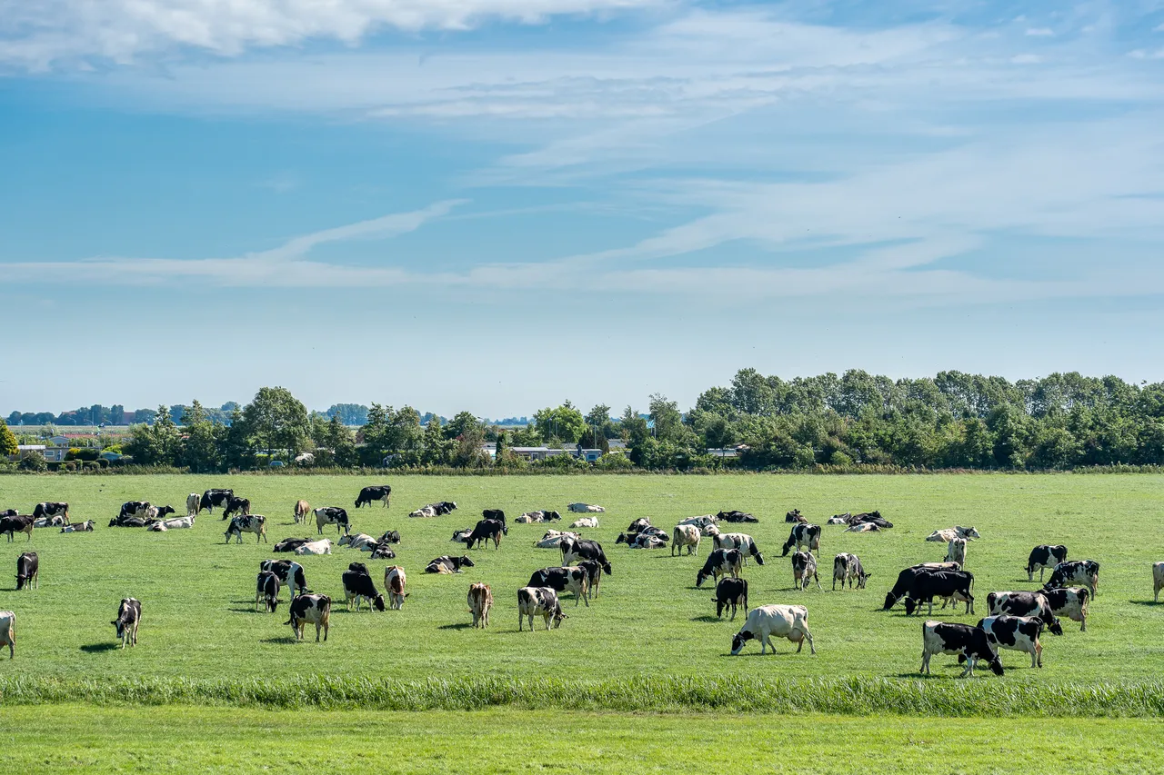 Carne y lácteos generan más de la mitad de la huella hídrica de México: WWF